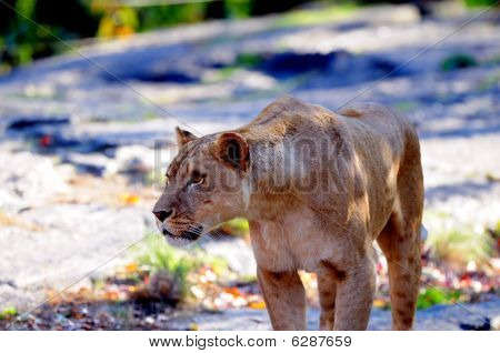 León