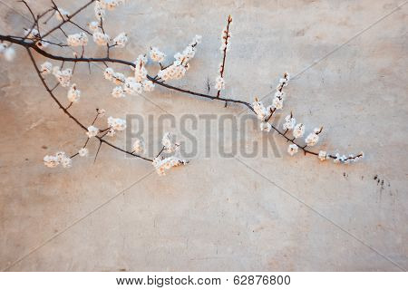 Blooming apricot and concrete wall
