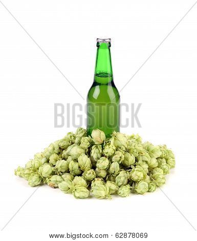 Beer botlle and green hop.