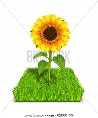 sunflower in the green grass