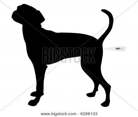 Illustration hvordan man tager temperaturen i en hund