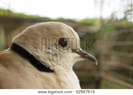 Bird With Black Stripe