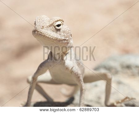 Egyptian Desert Agama Lizard On A Rock