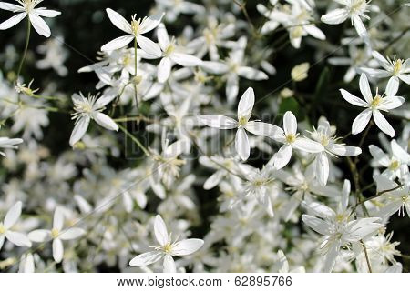 Clematis mountain