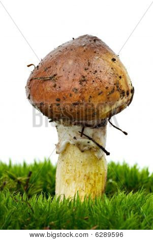 Giallo Boletus (suillus Granulatus) esperienza sopra il verde muschio