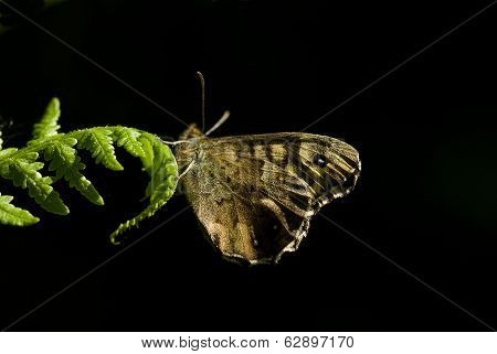 Speckled Wood Butterfly, Pararge Eageria