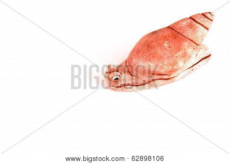 Brown Snail