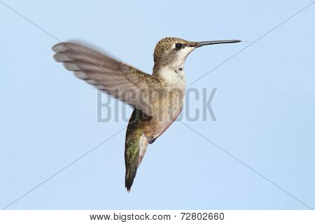 Black-chinned Hummingbird (archilochus Alexandri)