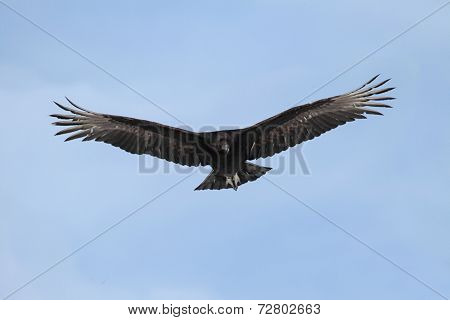 Black Vulture In Flight