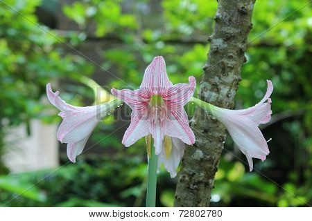 Hippeastrum johnsonii