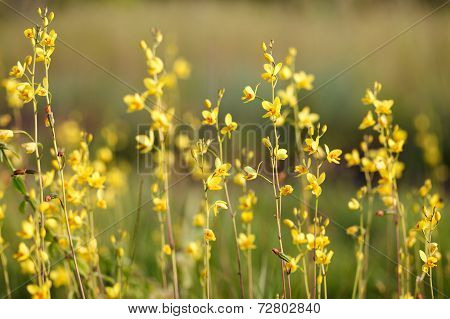 Wild Orchids In Nature, Spathoglottis Lobbii Lindl Flower