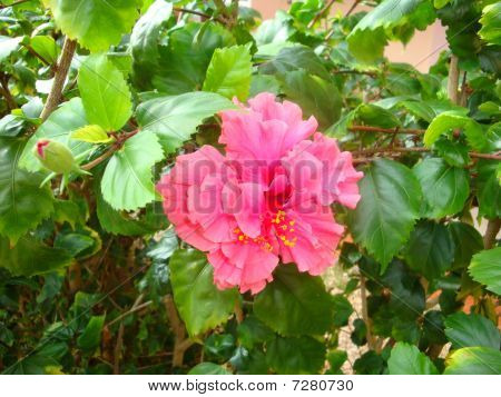 blomma