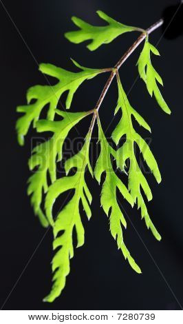 ลีฟ aralia