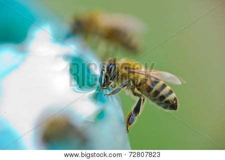 Bee Drinking Water