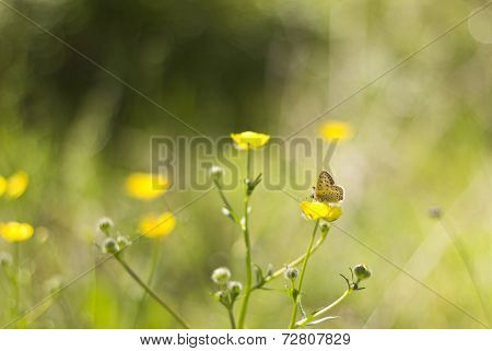 Butterfly On Wildflower