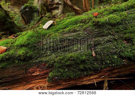 Rotting Tree Covered With Moss In Autumn Forest
