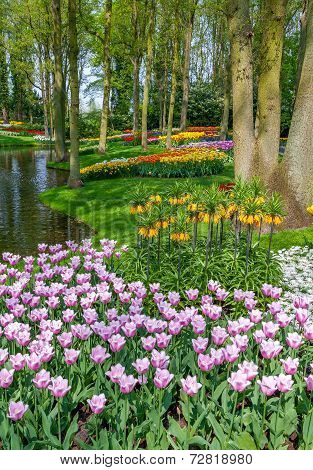 Tulips In Keukenhof - Largest Flower Garden In Holland