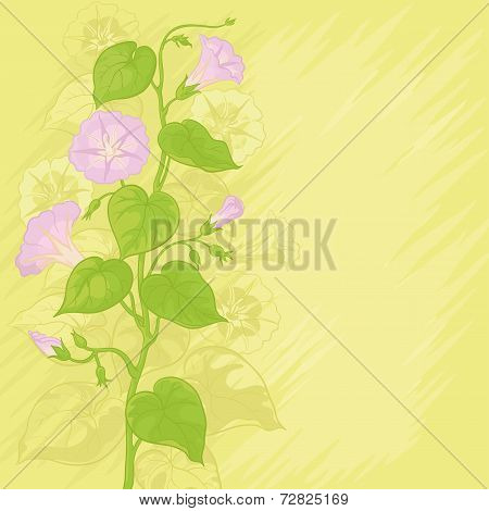 Background with flowers Ipomoea