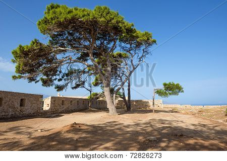 Pine tree in a medieval fortress