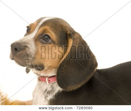 Beagle isoliert