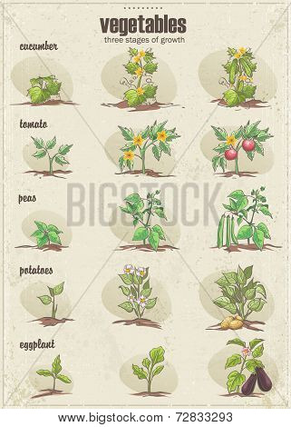 Set of vegetables with three stages of their growth. Set 2