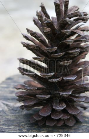 pinecone02