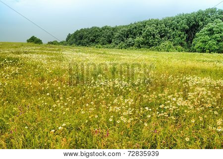 Reserve Strizhament. Russia, Stavropol.