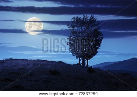 Trees Near Valley In Mountains  On Hillside At Night