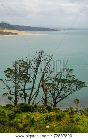 Landscape In Kauri