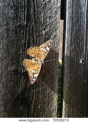 Butterfly