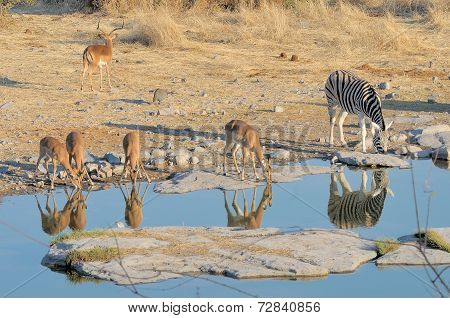 Impalas And Zebra