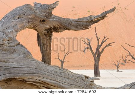 Tree Skeleton At Deadvlei