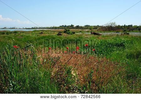 Forest Glade With Poppies