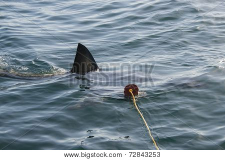 Great White Shark (carcharodon Carcharias)