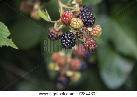 A group of blackberries on a bush