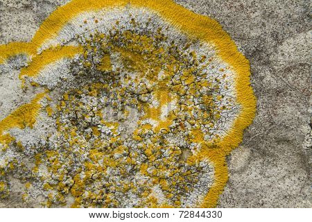 Yellow Scale Lichen, Xanthoria Parietina, Growing On An Old Gravestone. Close Up.
