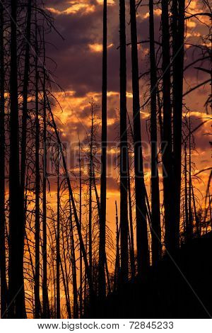 Sunset Through Burned Trees