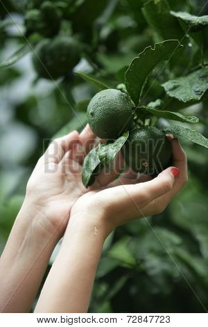 Green Fruit-mandarine
