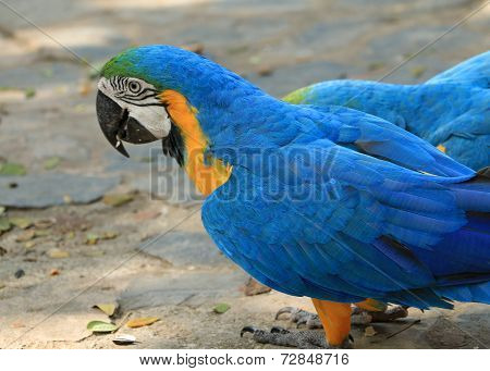 Macaw Parrot bird