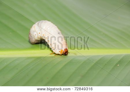 The worm