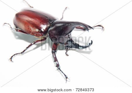 the Xylotrupes gideon on a white background
