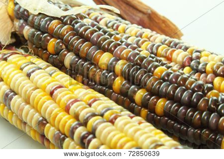 Corn Cobs