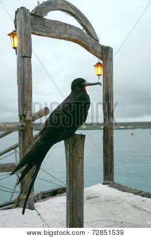 Frigate Bird, Santa Cruz, Galapagos