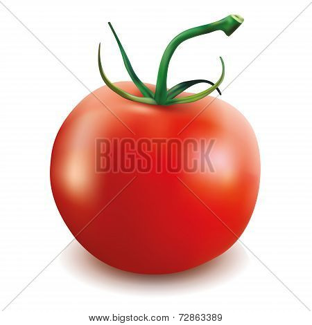 Tomato