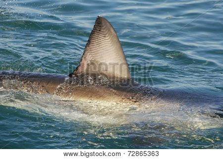 Great White Shark (carcharodon Carcharias)