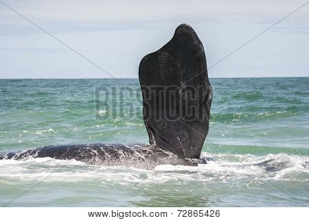 Southern Right Whale Fin