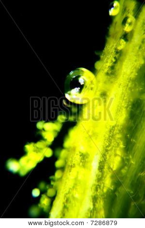 Micrograph Crocus