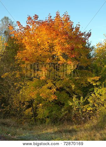 Autumn Trees