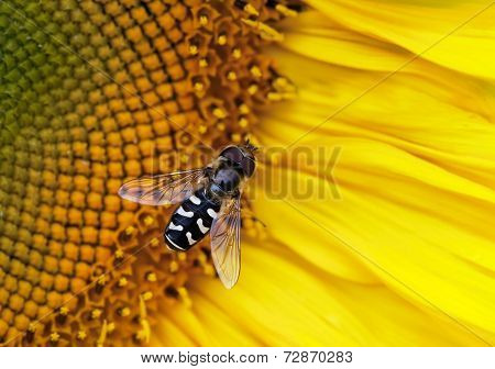 Hover-fly On A Sunflower
