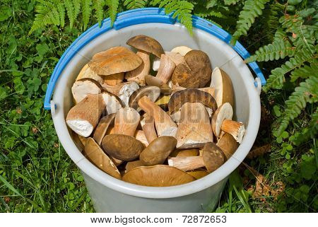 Bucket With Mushrooms